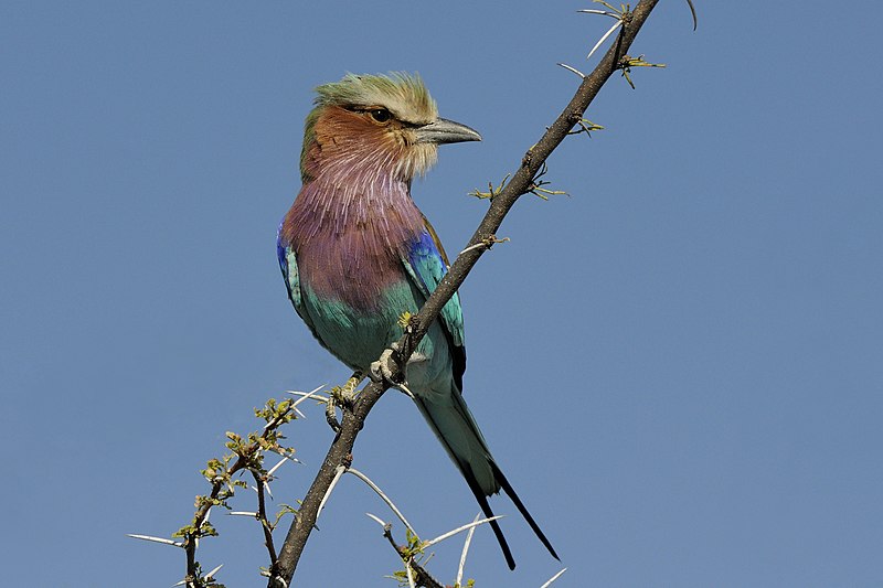 File:Coracias caudata-01-2.jpg