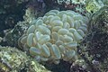 * Nomination Bubble coral (Plerogyra sinuosa), Anilao, Philippines --Poco a poco 15:22, 27 June 2024 (UTC) * Promotion  Support Good quality. --Skander zarrad 21:49, 27 June 2024 (UTC)