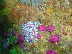 Coral nudibranch Phyllodesmium horridum is often seen on the red Multicolour sea fans in depths from about 4m to 8m, mostly in the 6m zone.