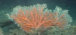 Corallium elatius