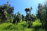 Thumbnail for File:Cordyline australis kz1.jpg