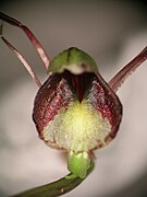 Corybas hypogaeus