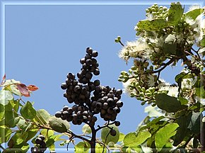 Beschrijving van de afbeelding Corymbia torelliana.jpg.