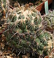 Coryphantha sulcata