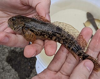 Prickly sculpin Species of fish