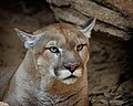 Puma (Puma concolor)