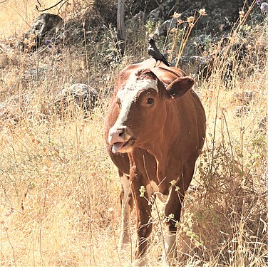 Mynah bird riding a Cow