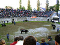 Cow fight in the amphitheatre