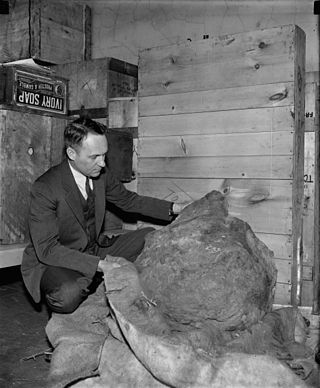 <span class="mw-page-title-main">Cranbourne meteorite</span> Second largest meteorite found in Australia