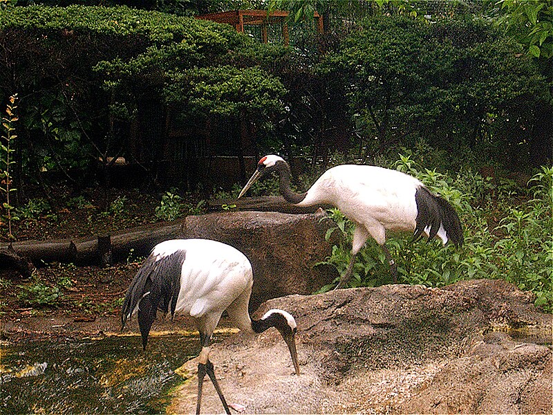 File:Cranes japan.jpg