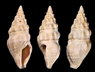 <i>Crassispira lagouardensis</i> Extinct species of gastropod