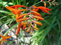 Crocosmia sp.