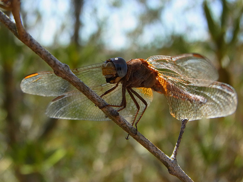 File:Crocothemis erythraea CBMen 7.jpg