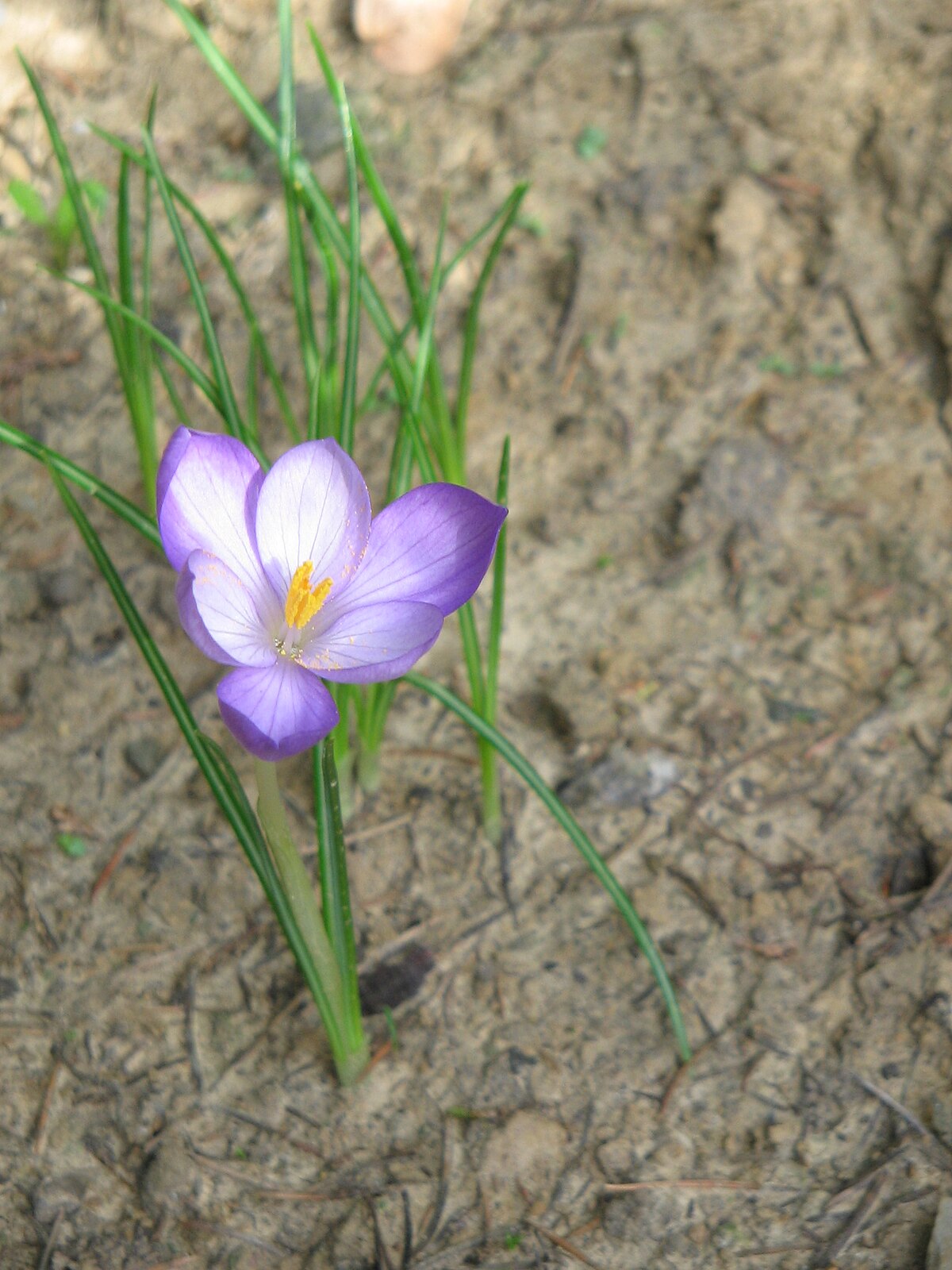 Гермес и крокус. Crocus flavus. Crocus fleischeri. Крокус гулими. Крокус 003.