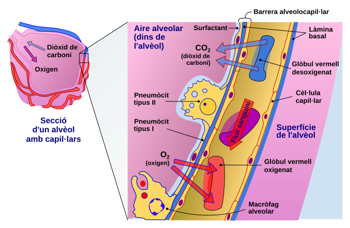 File:Cross section of an alveoli and capillaries showing diffusion of gases-ca.svg