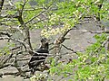 Crowned Hawk-Eagle (Stephanoaetus coronatus) with prey ... (31415292523).jpg