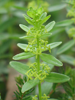 <i>Cruciata</i> Genus of plants