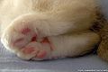 «Носочки» у молодого кота окраса сил-пойнт