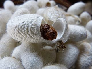 <span class="mw-page-title-main">Ahimsa silk</span> Type of silk obtained without killing and harming silk worms