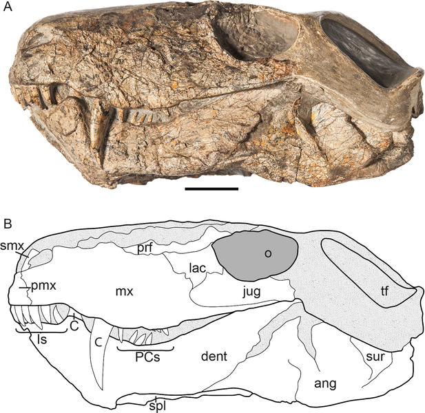 File:Cynariops skull.png