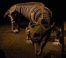 Cynodont.jpg