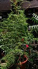 Cypress Vine (Ipomoea quamoclit) 1.jpg