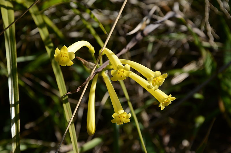 File:Cyrtanthus mackenii var. cooperi 0301.jpg