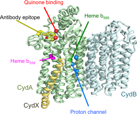 Cytochrome d