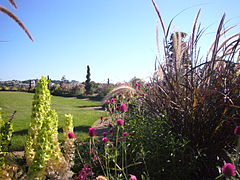 Plantas del jardín