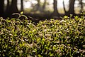 * Nomination Nature reserve “Roruper Holz” (COE-045) in the Hanrorup hamlet near Rorup, Dülmen, North Rhine-Westphalia, Germany --XRay 03:26, 17 June 2021 (UTC) * Promotion  Support Good quality -- Johann Jaritz 03:28, 17 June 2021 (UTC)