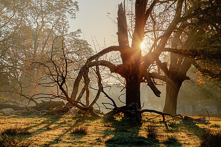 Game reserve in Dülmen, North Rhine-Westphalia, Germany