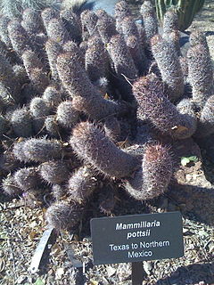 <i>Mammillaria pottsii</i> Species of cactus