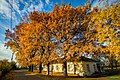 * Nomination Protected oak in Semeninka, Ukraine. By User:Yurii-mr --Luda.slominska 11:22, 6 August 2023 (UTC) * Decline Insufficient quality (watermark, sharpness/LoD, CA, needs perspective correction). --Аныл Озташ 15:05, 6 August 2023 (UTC)