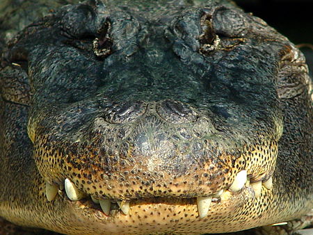 ไฟล์:Darica_Crocodile_02347.jpg