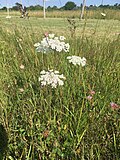 Vignette pour Daucus carota subsp. carota