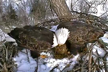 Mating behavior (Dad on left, Mom on right), December 2011 Decorah bald eagle parents.png