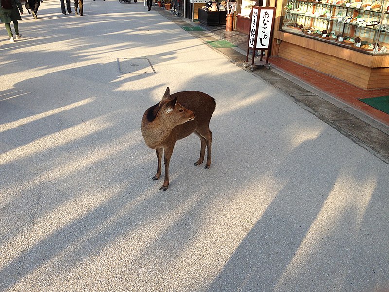 File:Deer of Miyajima 7.JPG