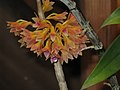 Dendrobium usitae