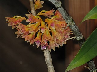 <i>Dendrobium</i> × <i>usitae</i> Species of orchid