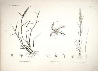 <i>Centropodia</i> Genus of grasses