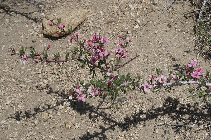 File:Desert peach Prunus andersonii flower branch.jpg