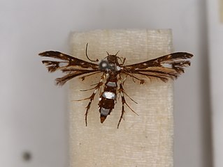 <i>Deuterocopus ritsemae</i> Species of plume moth