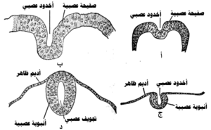Development of the neural tube-ar.png