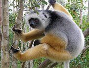 Diademed sifaka Diademed ready to push off.jpg