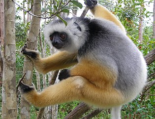 Diademed sifaka, an endangered primate of Madagascar Diademed ready to push off.jpg