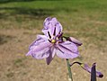 Dichopogon strictus (Asparagaceae)