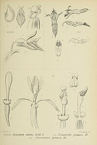 XXXIX: Epipogium roseum XL: Lecanorchis javanica XLI: Typart Stereosandra javanica