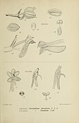 Die Orchideen von Java - fig. 482-483 (1912).jpg