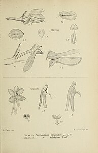 fig. 482 Saccolabium javanicum Hymenorchis javanica fig. 483 Saccolabium miniatum Vanda miniata