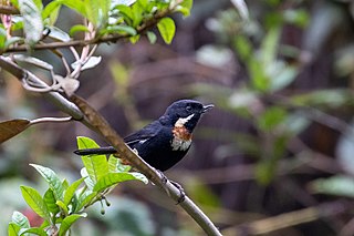 <span class="mw-page-title-main">Moustached flowerpiercer</span> Species of bird